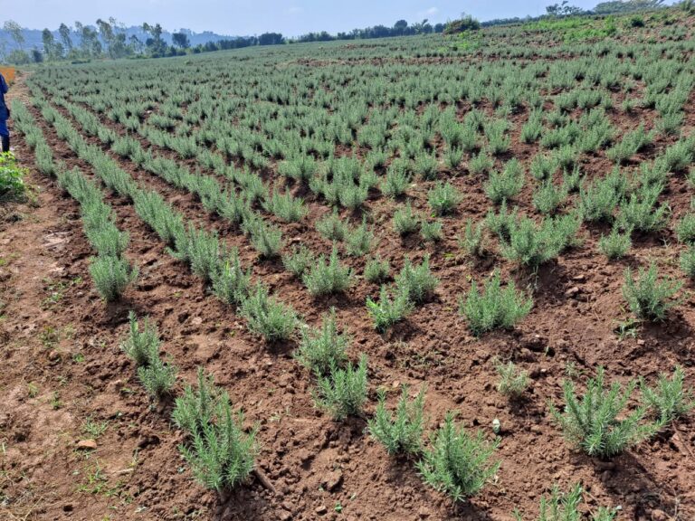 Rosemary Farming in Rwanda: Large-Scale Production and Market Opportunities at Brocode Farms LTD