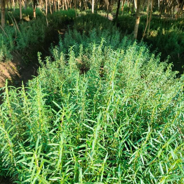 BROCODE Farms cultivation area