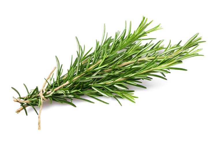 Rosemary Cuttings